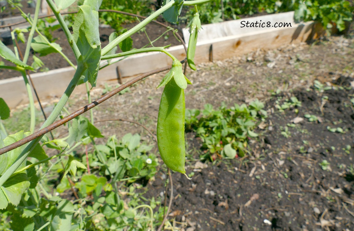 Snap Pea hanging from the vine