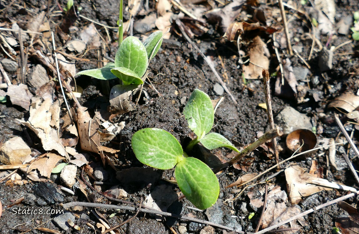 Squash seedlings coming up in the dirt