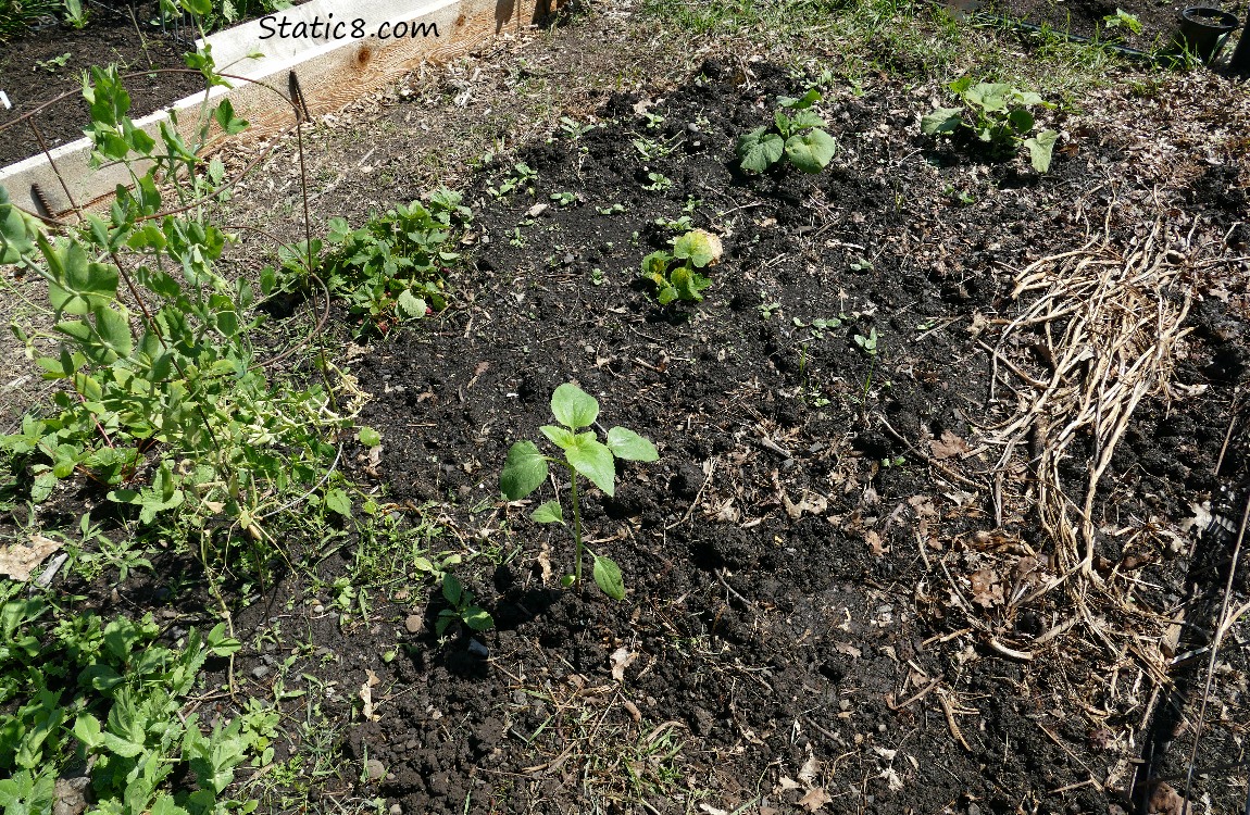 Garden plot