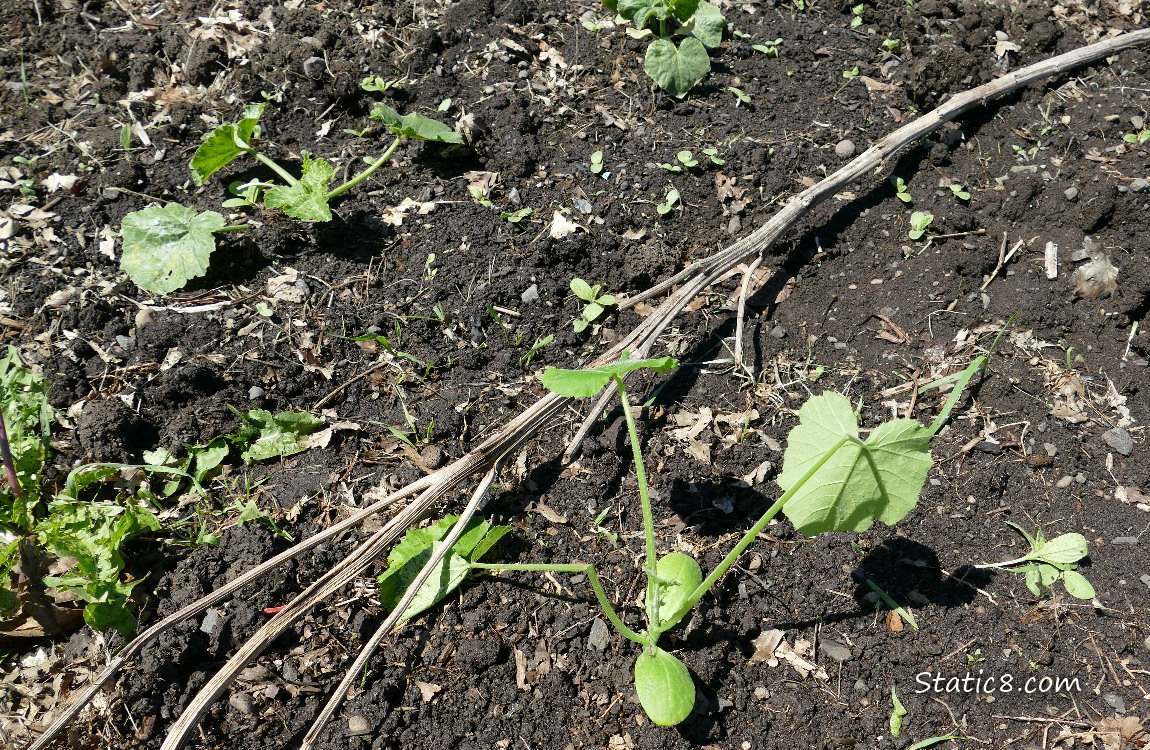 Small Zuchinni plants