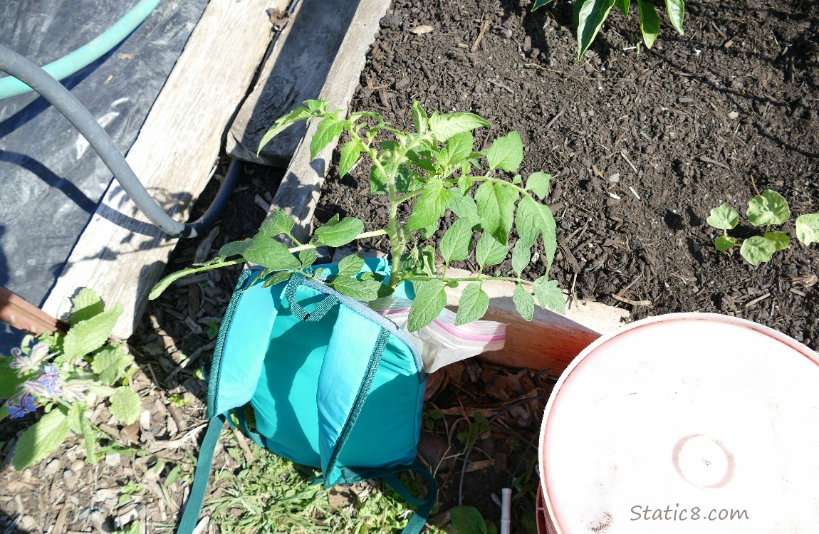 Tomato plant hanging out of a backpack