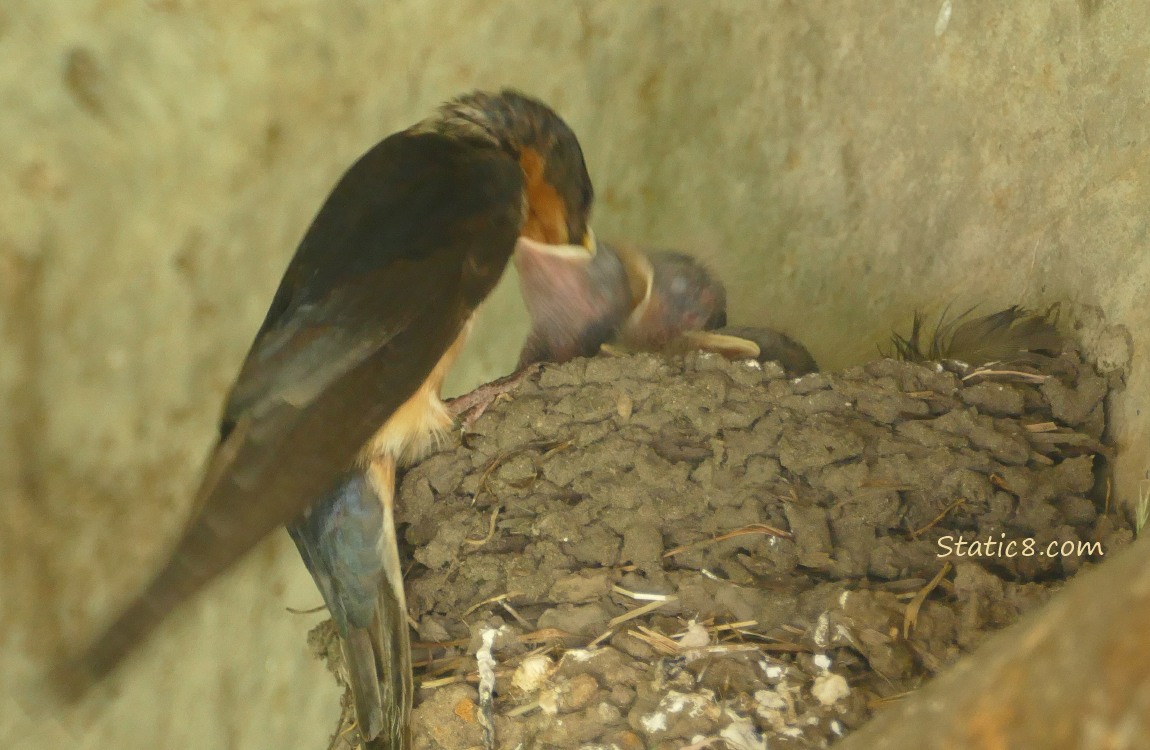 Barn Swallow parent feeding a baby in the nest