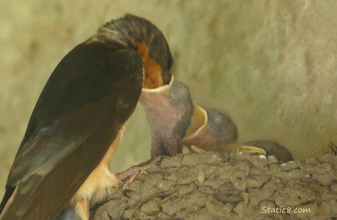 Barn Swallow parent feeding a baby in the nest