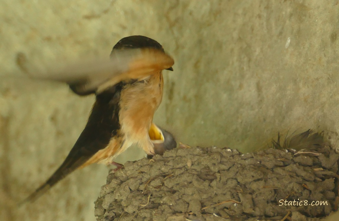 Barn Swallow flies into the nest