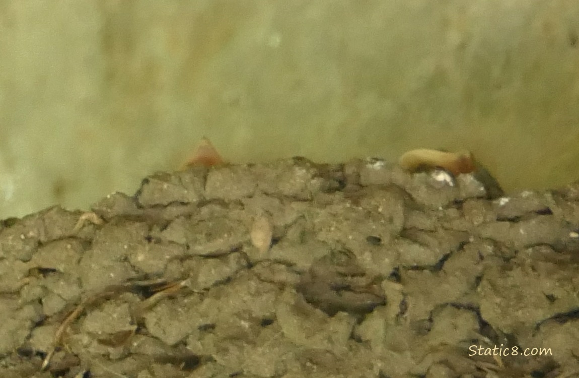 Baby beaks poking up over the rim of the nest