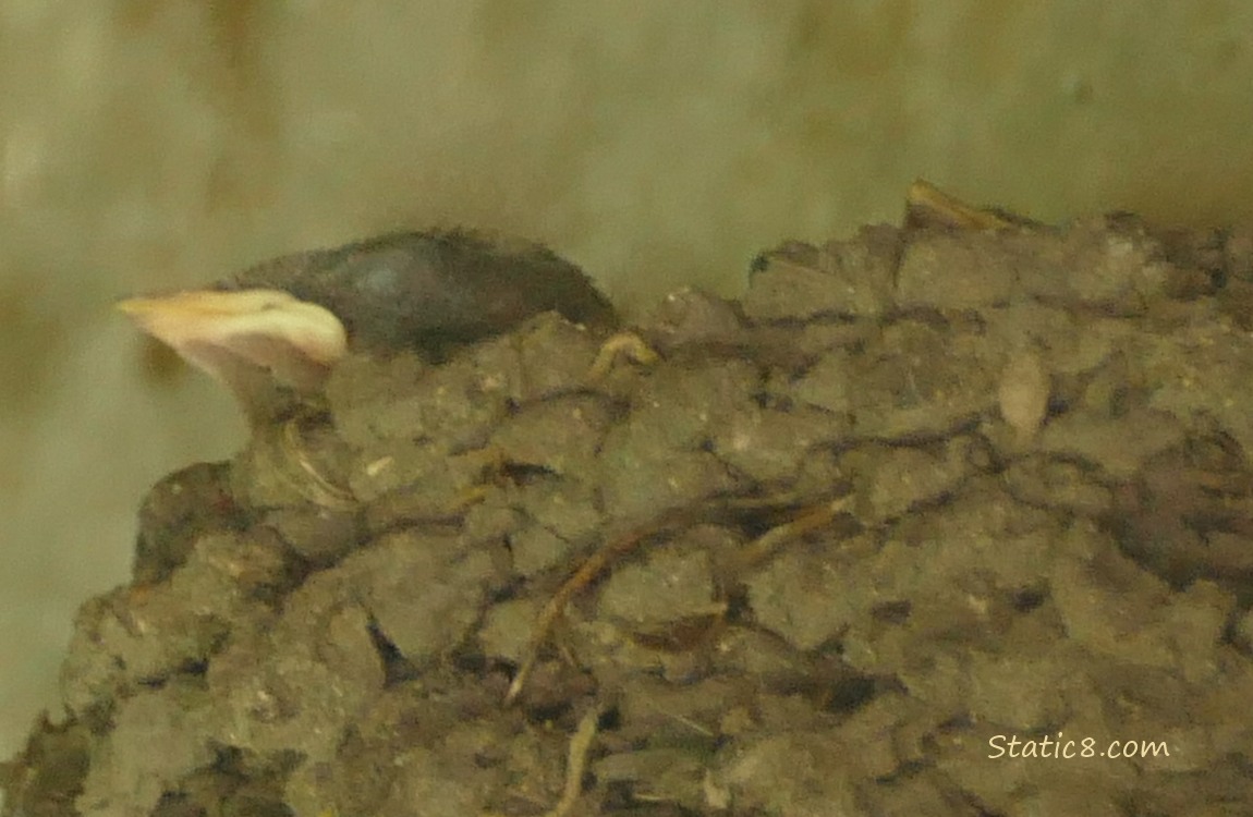 Barn Swallow baby beaks poking above the edge of the nest