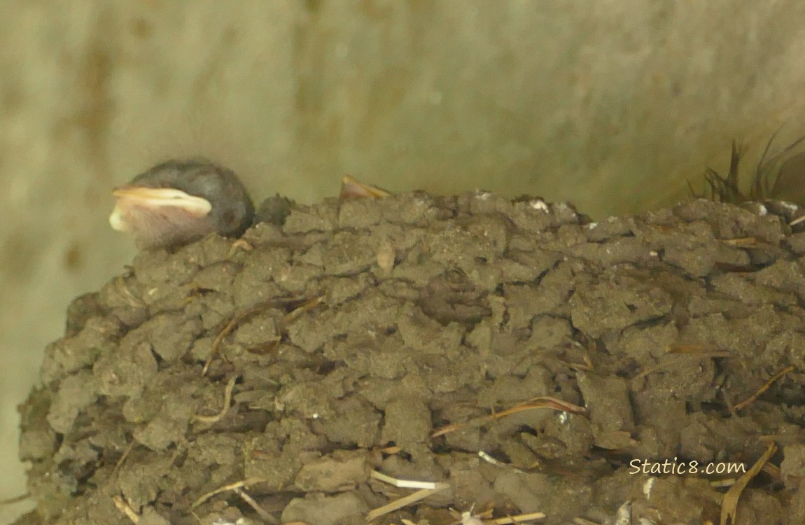 Barn Swallow baby in the nest