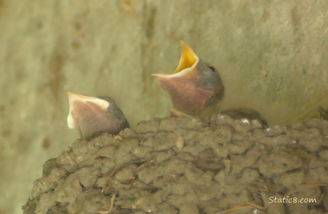 Barn Swallow nestlings in the nest