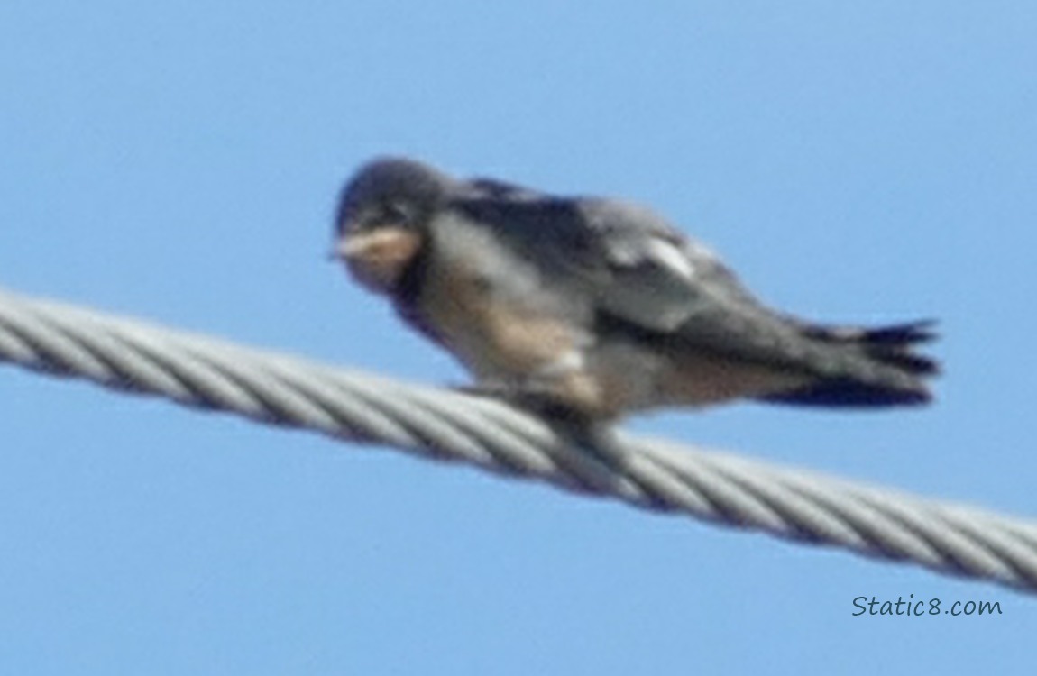 Barn Swallow fledgling standing on a power line