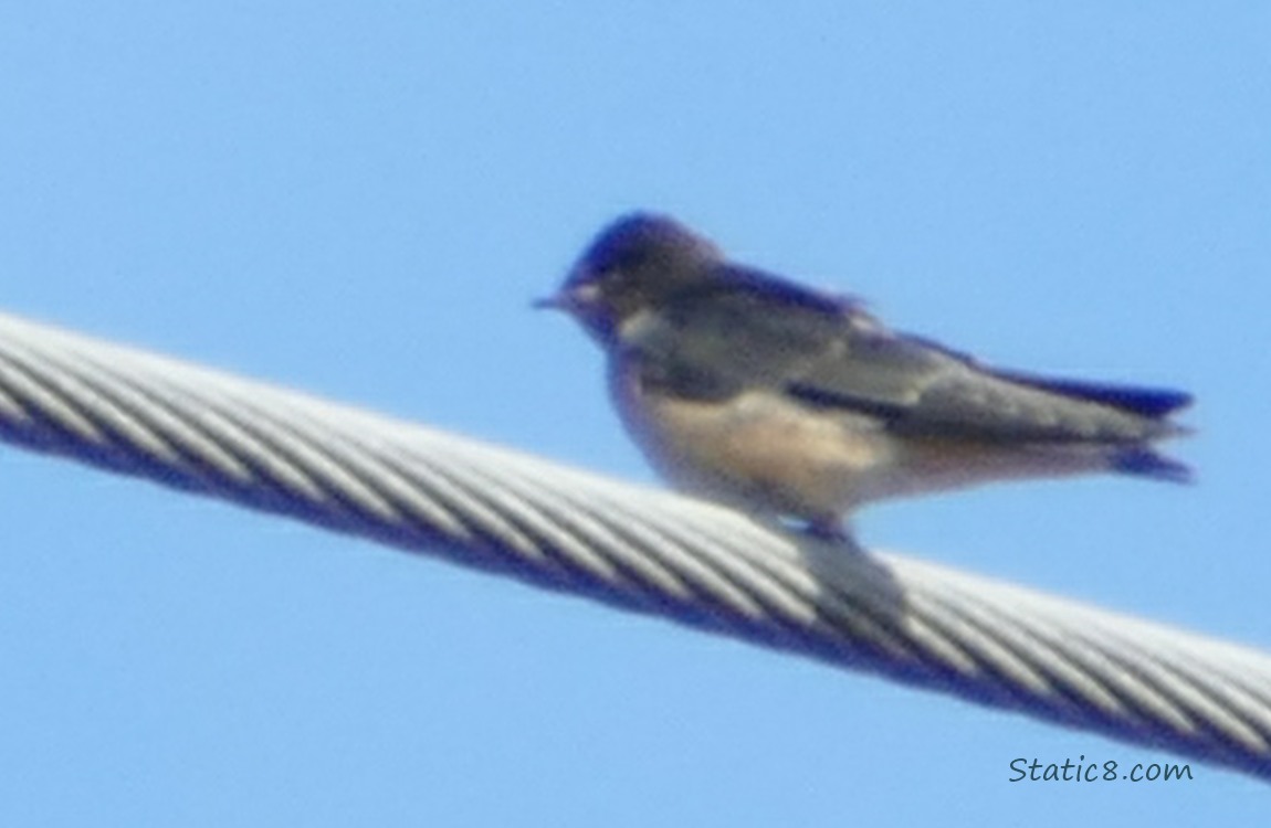 Barn Swallow fledgling standing on a power line