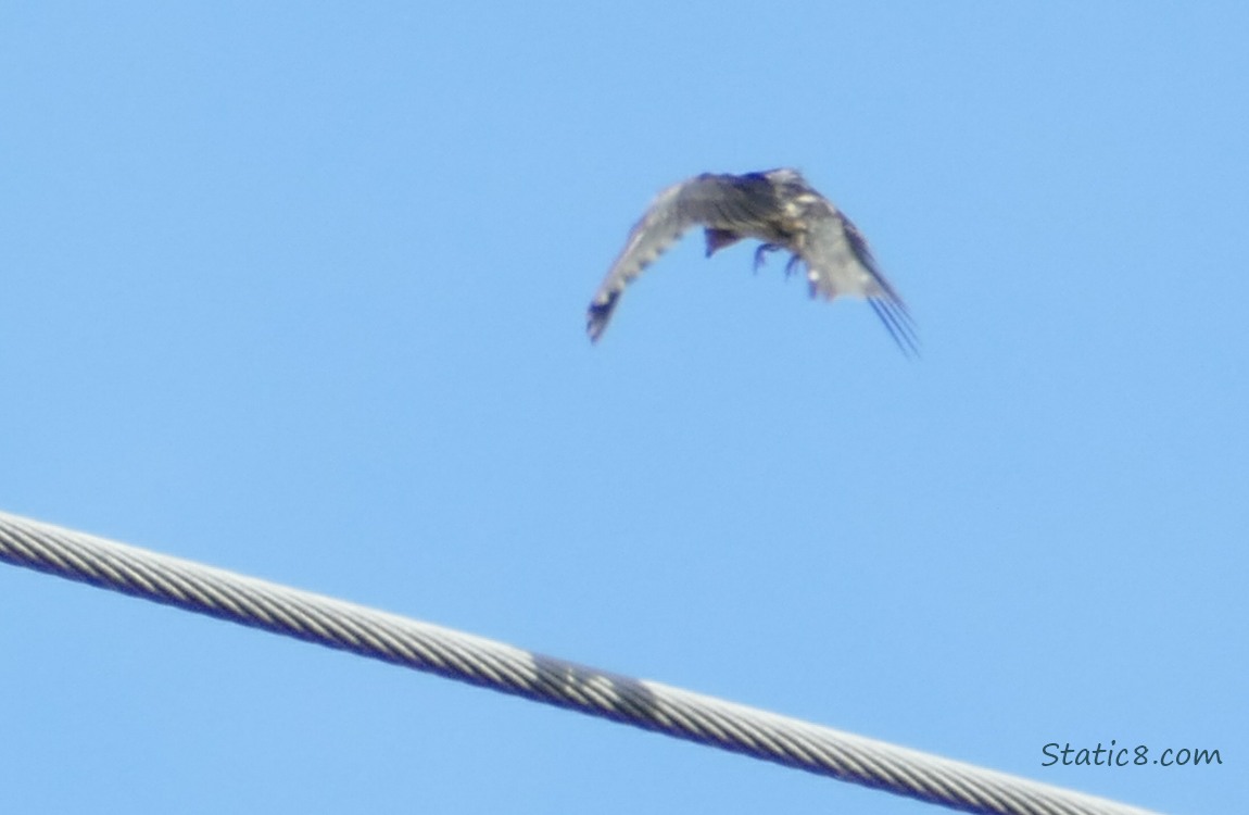 Fledgling coming back to land on the power line