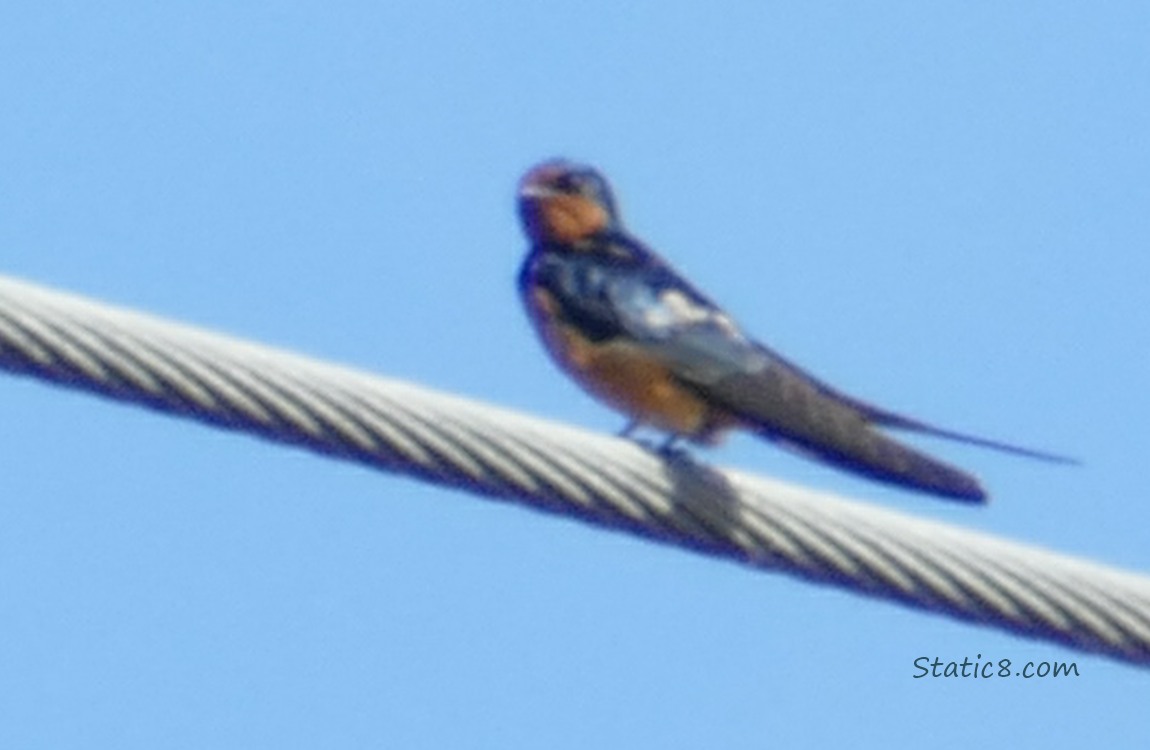 Barn Swallow standing on a power line