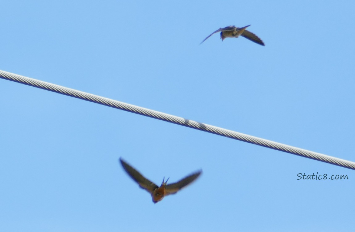 Barn Swallows flying from the power line