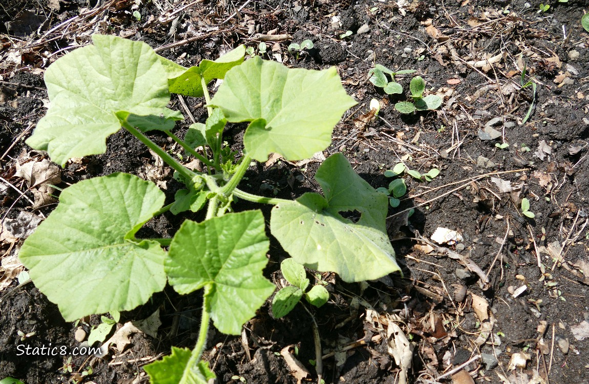 Butternut plant growing