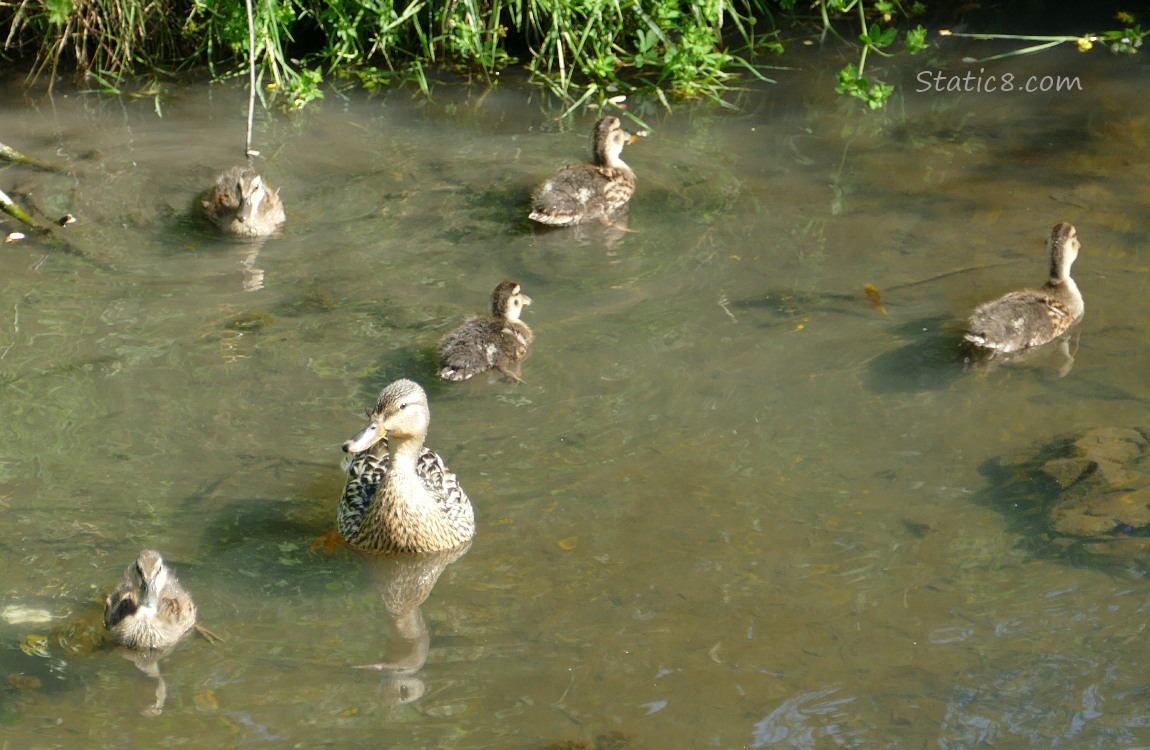 Five Mallard ducklings with Mama, paddling on the water