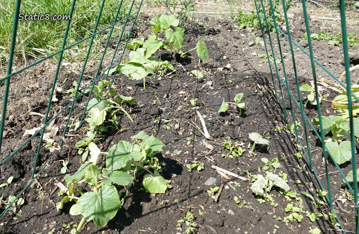 Small cucumber plants growing