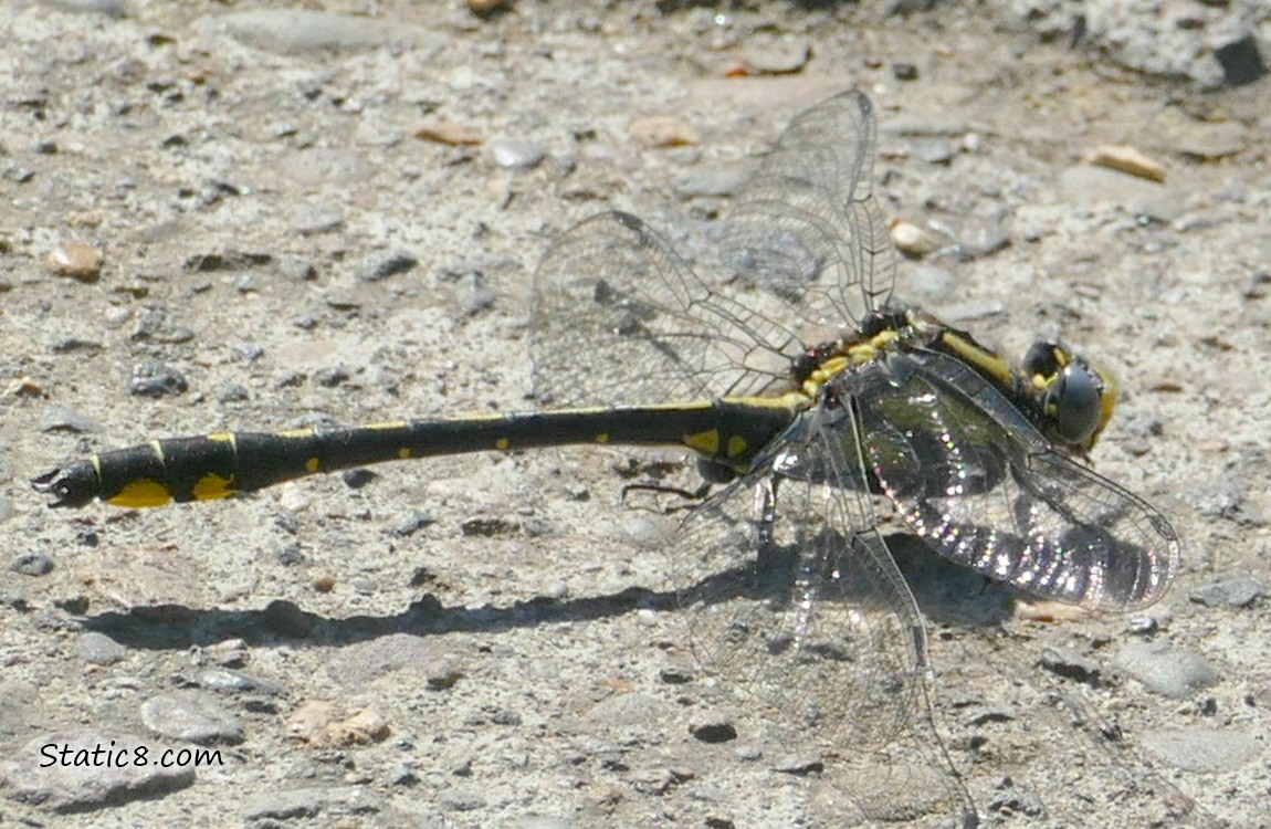 Dragonfly standing on the sidewalk