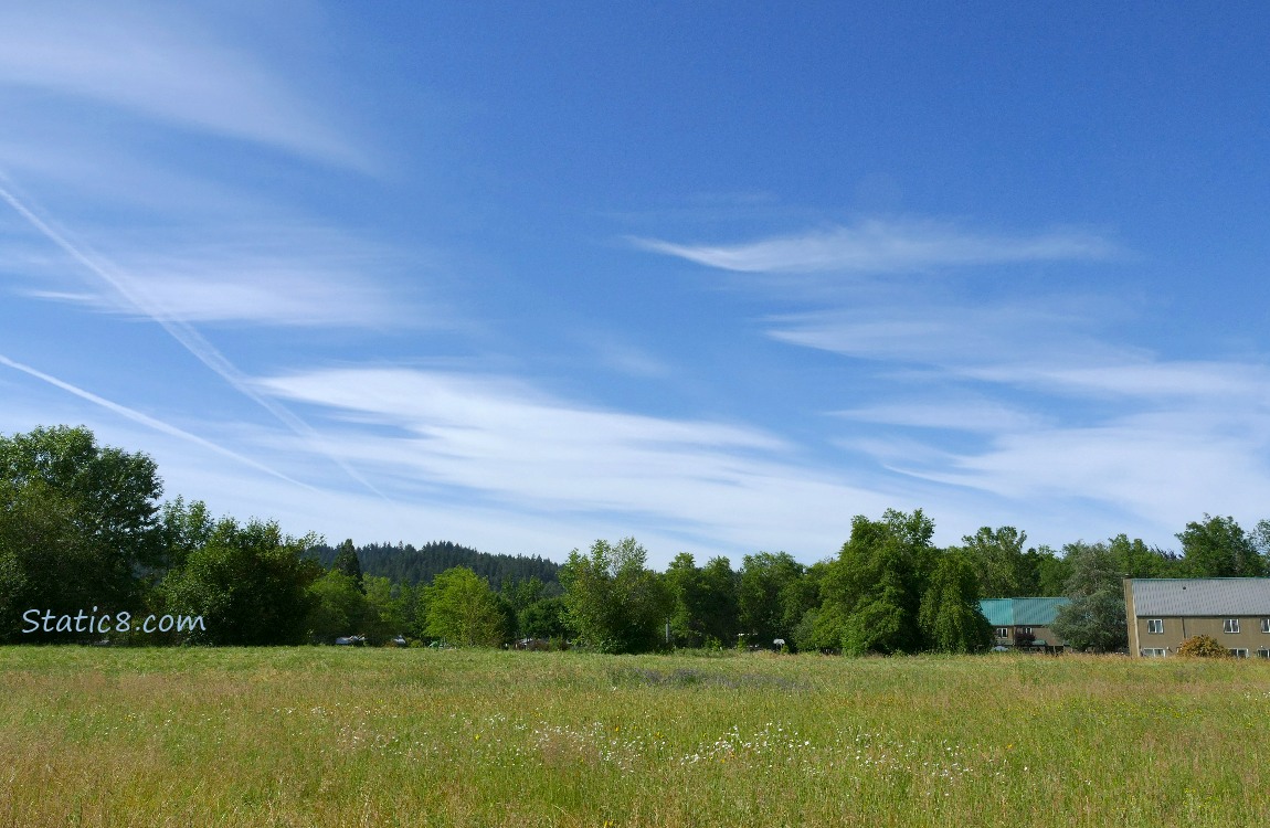 Sky with cirrus clouds over trees and grassland