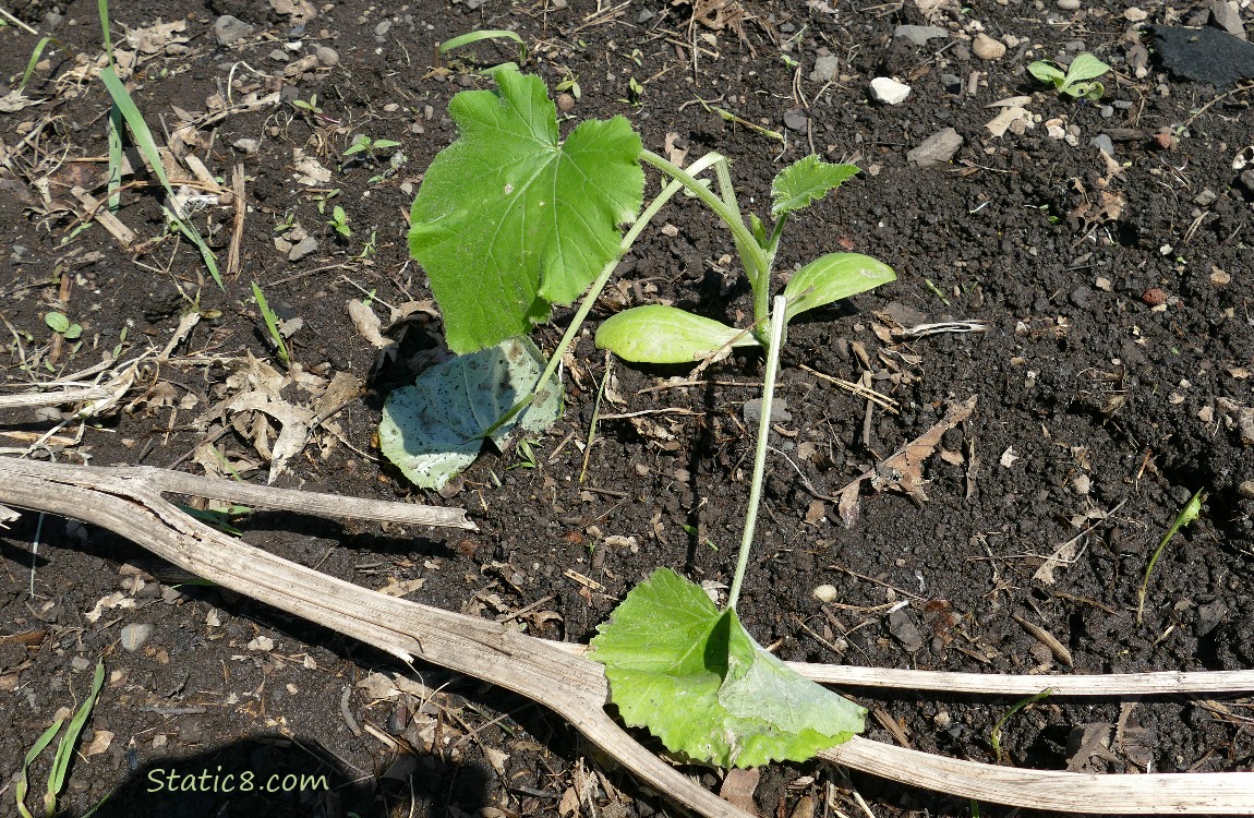 small Zucchini plant with two broken leaf stems