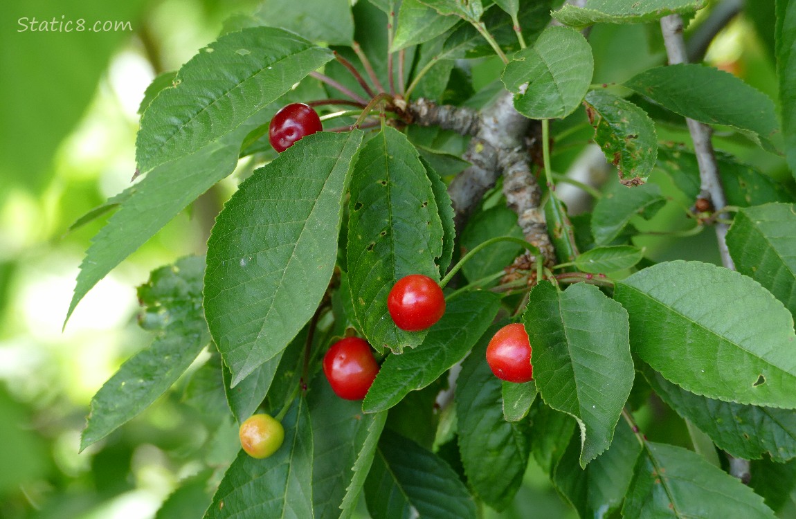 Cherries on the tree, in various stages of ripeness