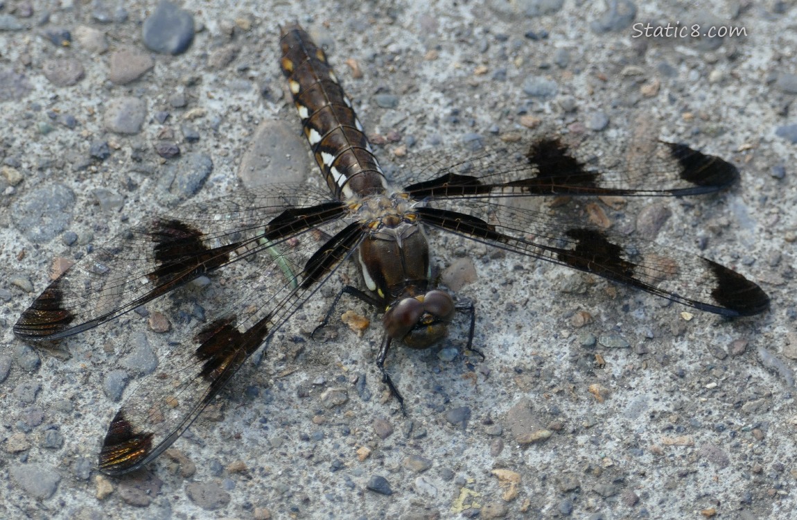 Dragonfly standing on the sidewalk