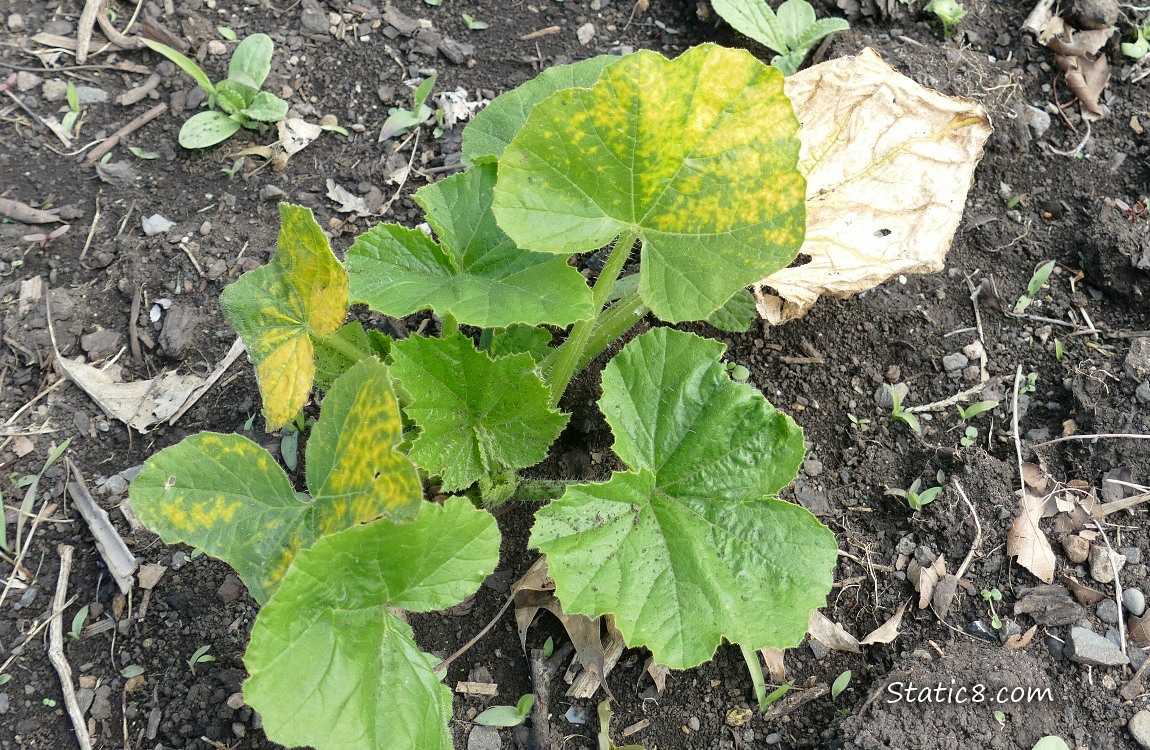 Squash plant with some yellow leaves