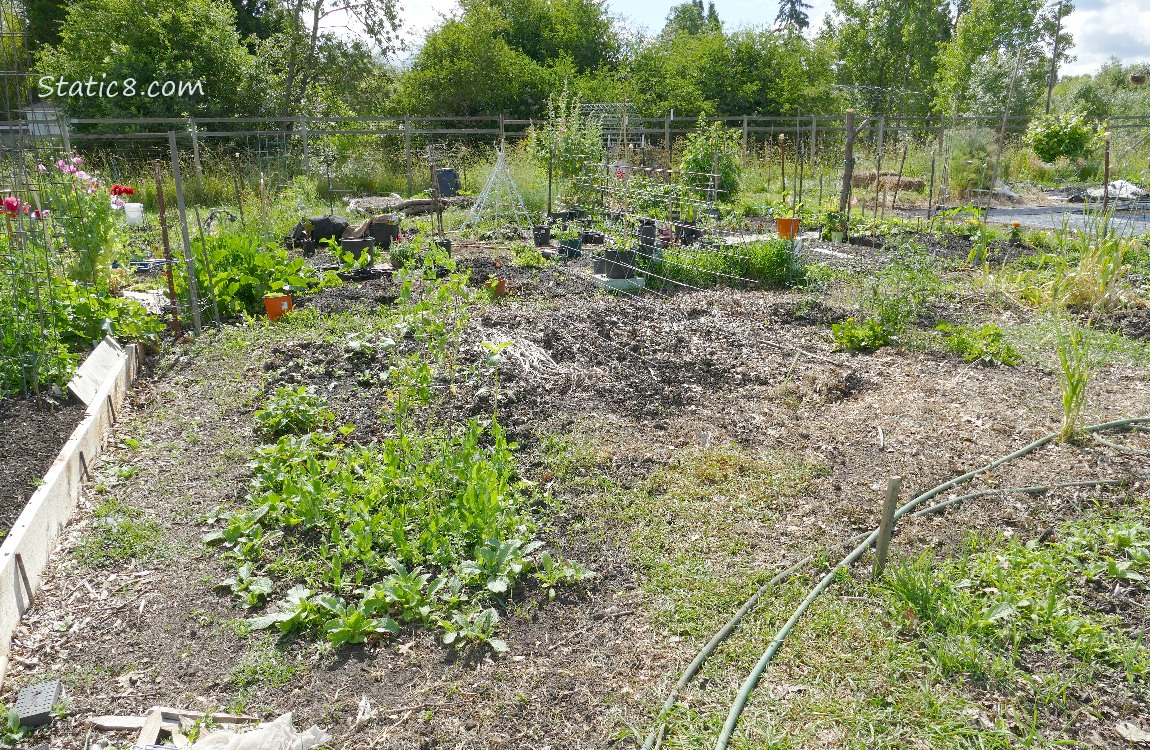 Garden Plot