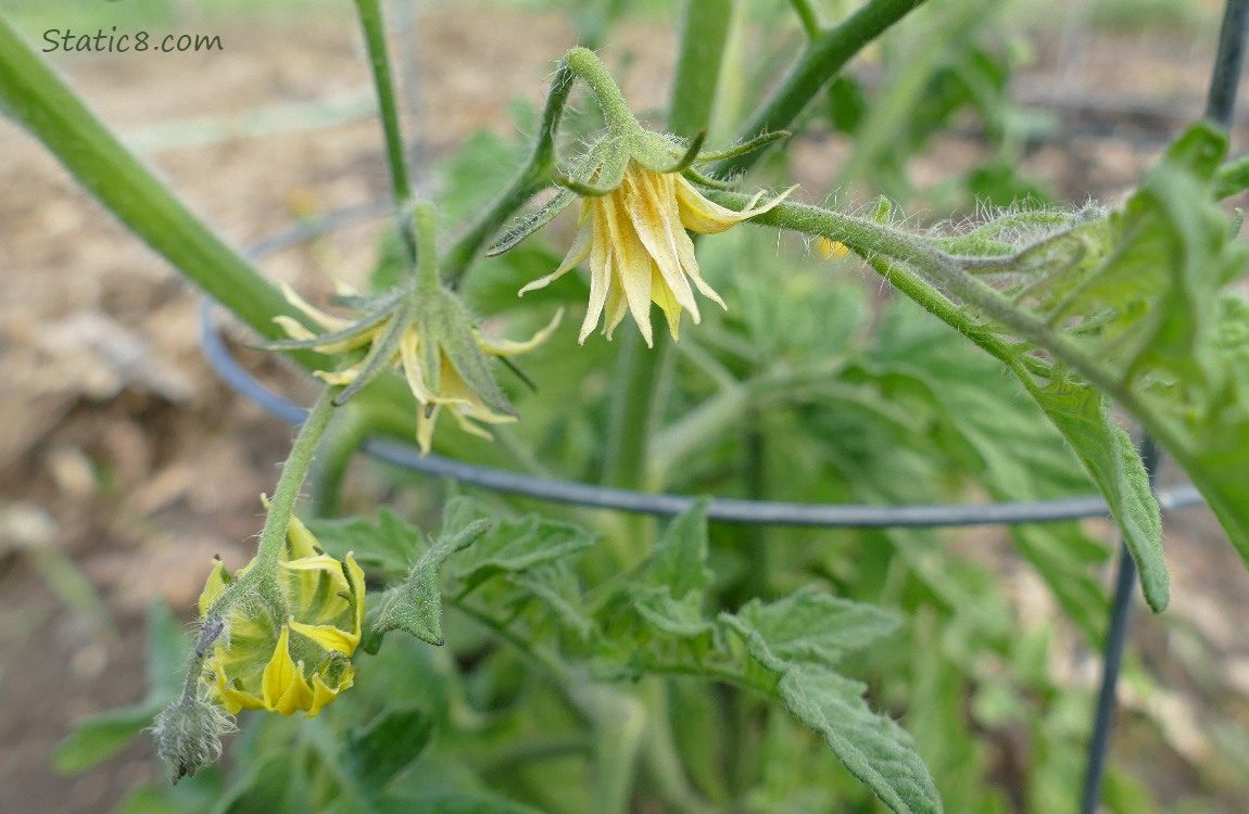 Blooms on a tomato plant