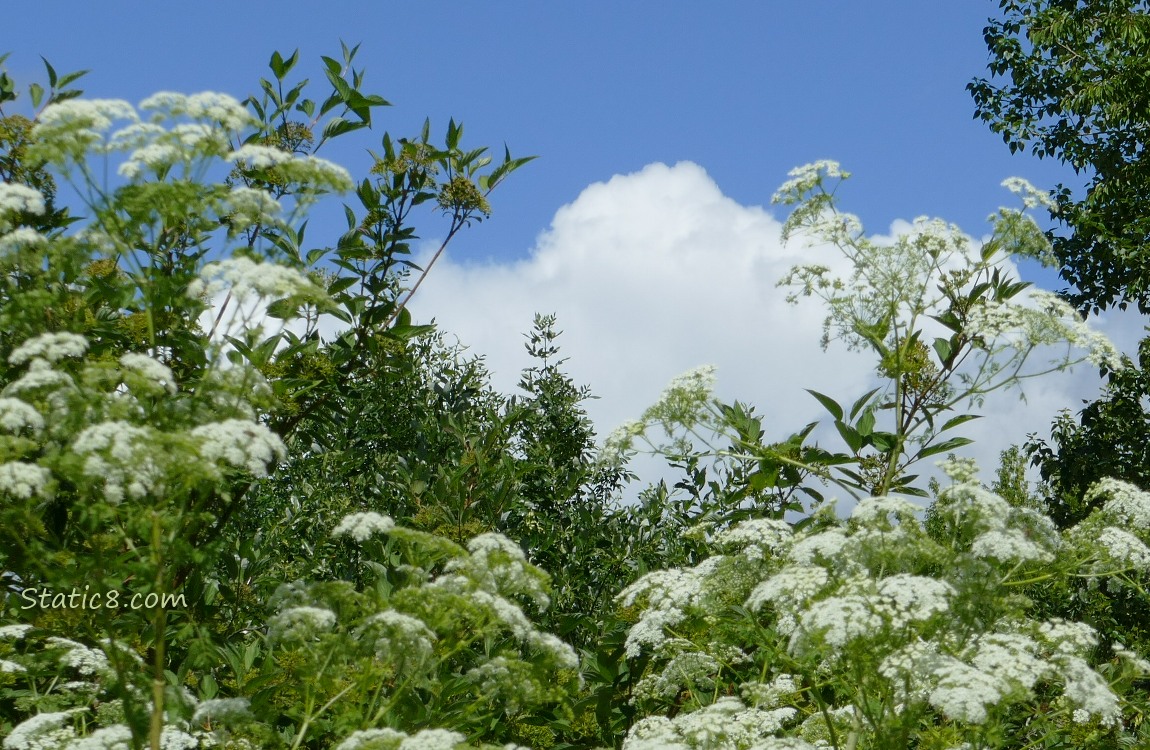 Poison Hemlock blooms with blue sky