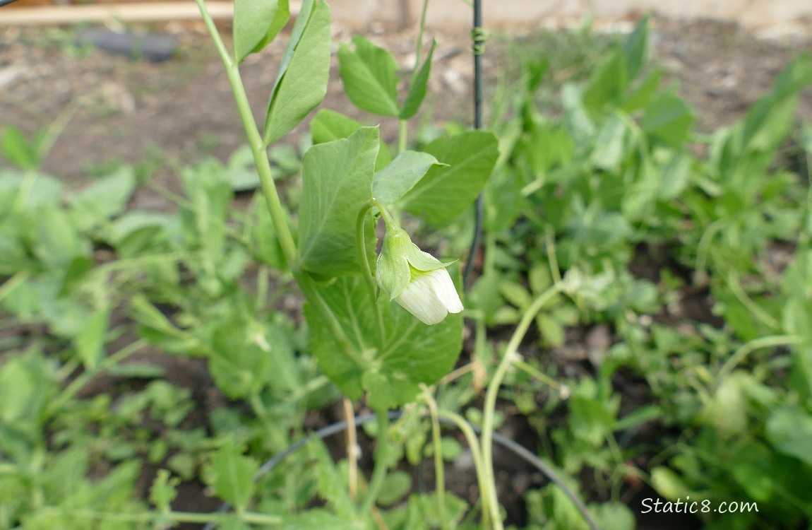 Snap pea bloom, with vines in the background