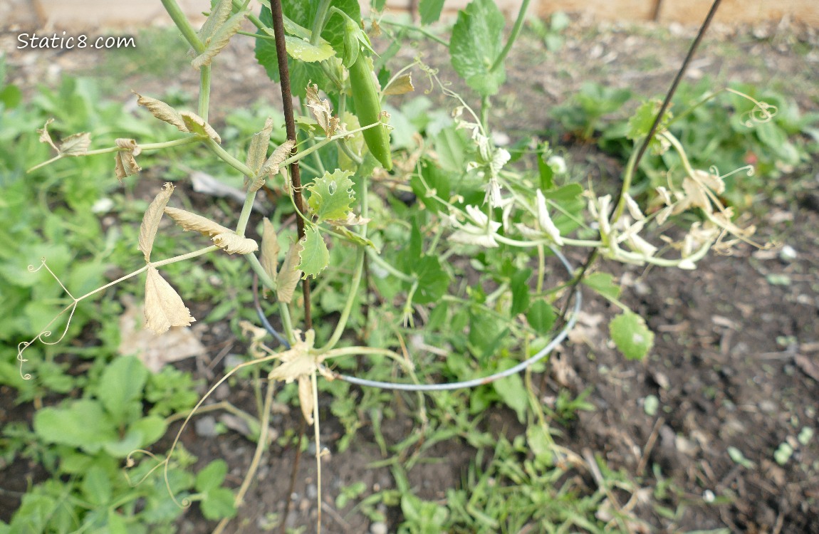 Snap Peas with a dead vine