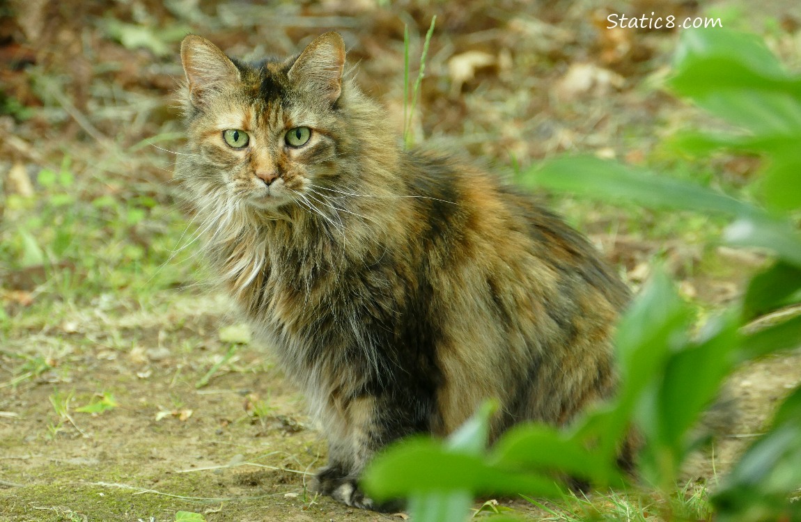 Long haired tortishell cat, sitting on the ground