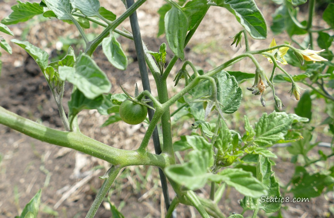 small green tomato on the vine