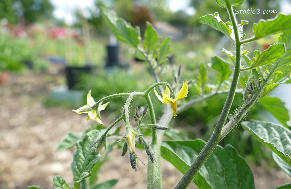 Blooms on a tomato plant