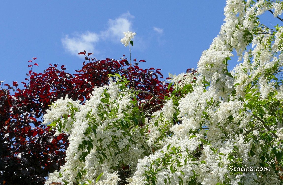 Cherry tree and blooming Ocean Spray wtih the blue sky