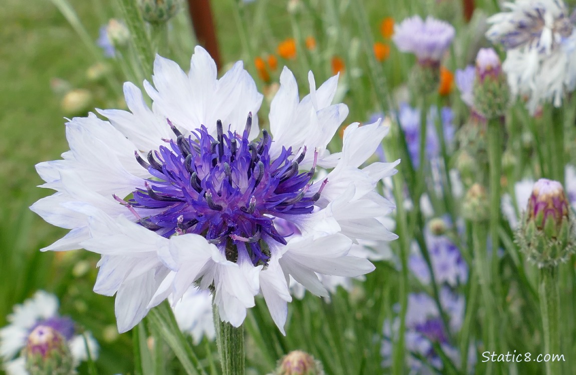 White and purple Bachelor Button bloom