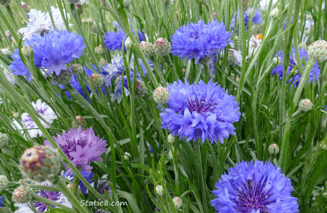 Blue and white Bachelor Button blooms