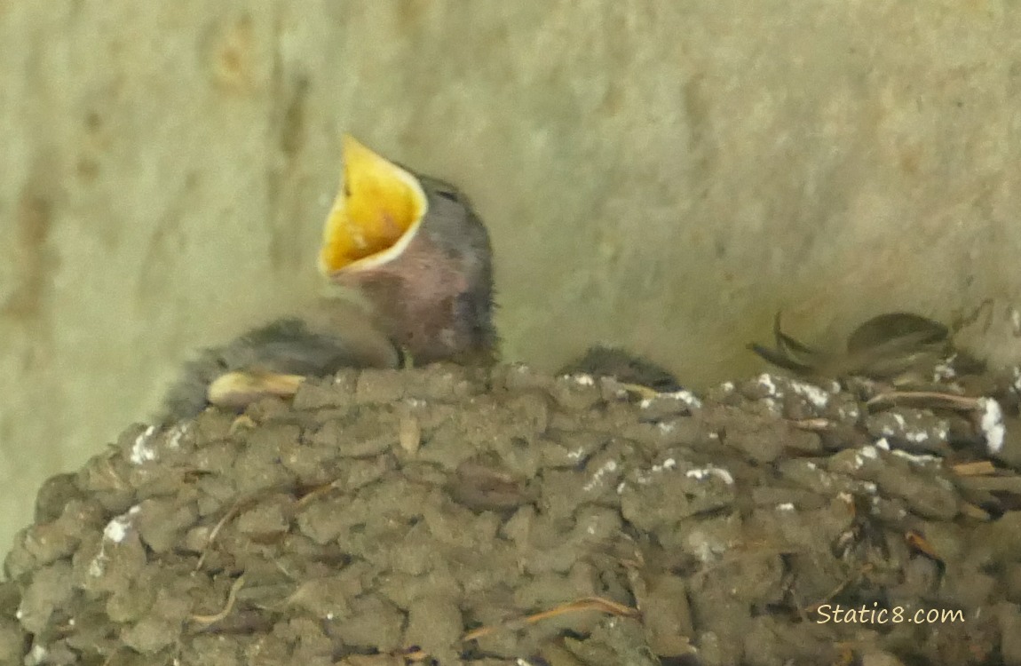 Barn Swallow nestling begging for food