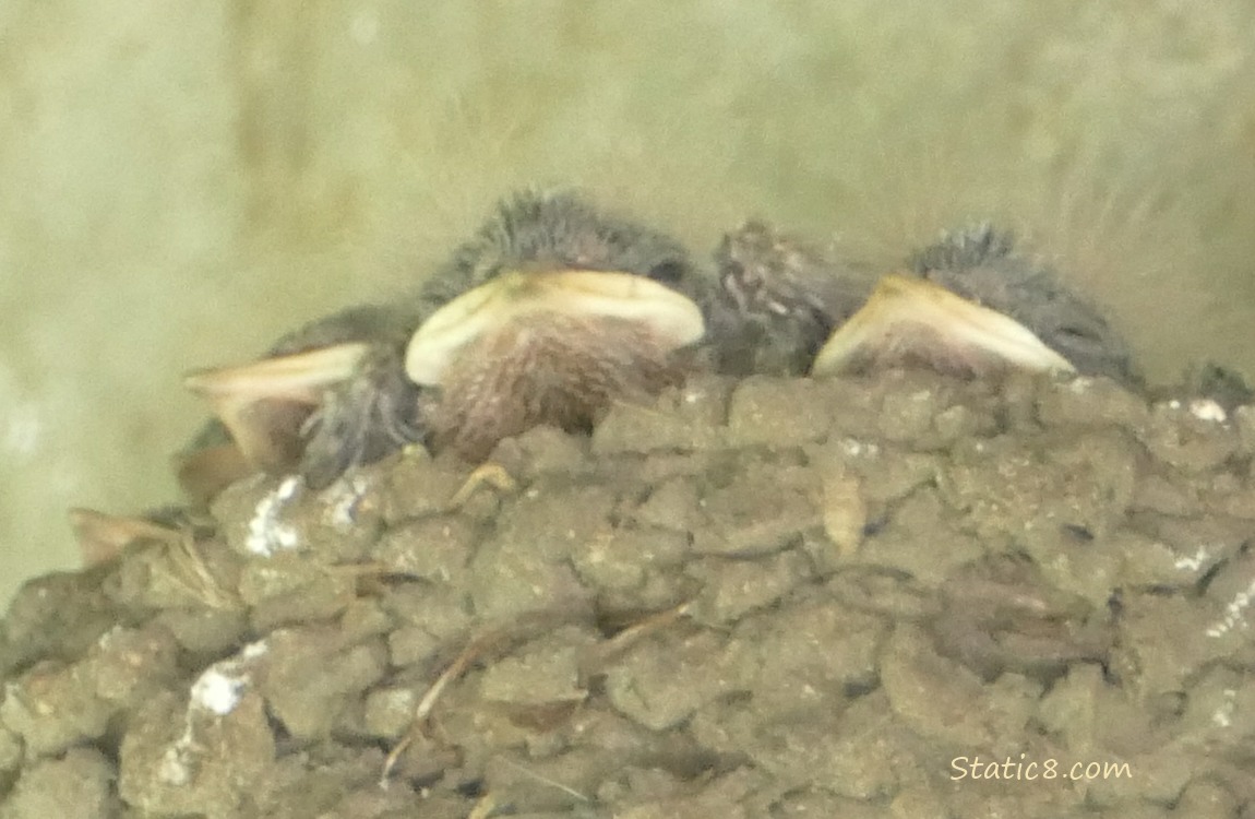 Barn Swallow nestling beaks poking out of the nest