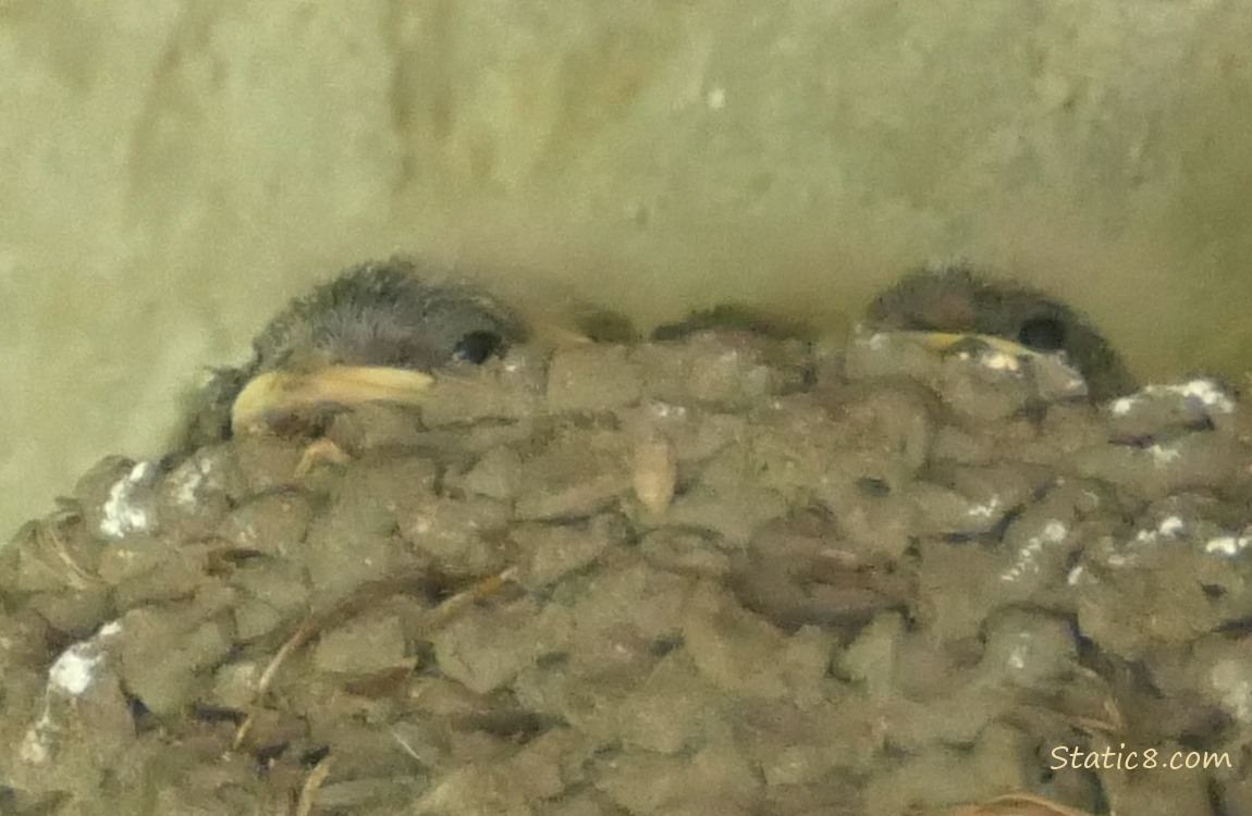 Barn Swallow nestlings resting their chins on the edge of the nest