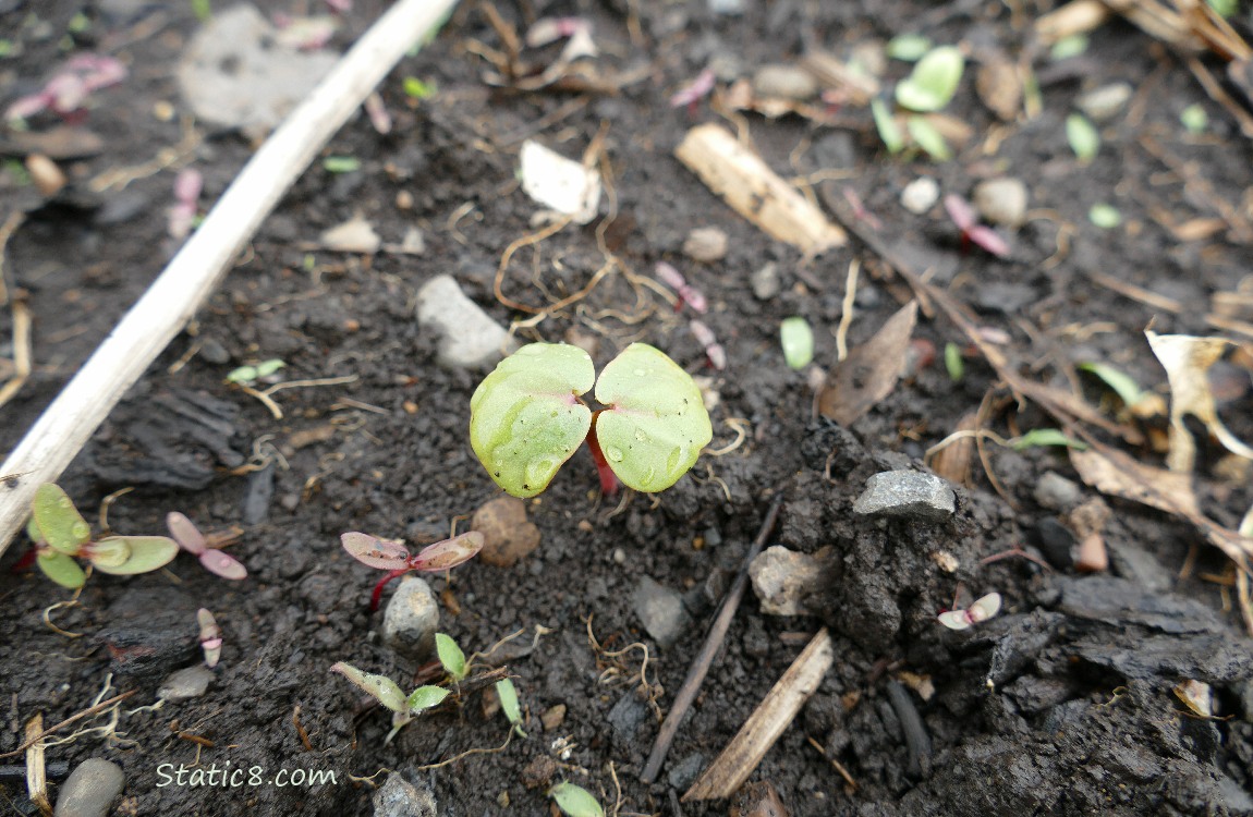 Buckwheat seedling coming up