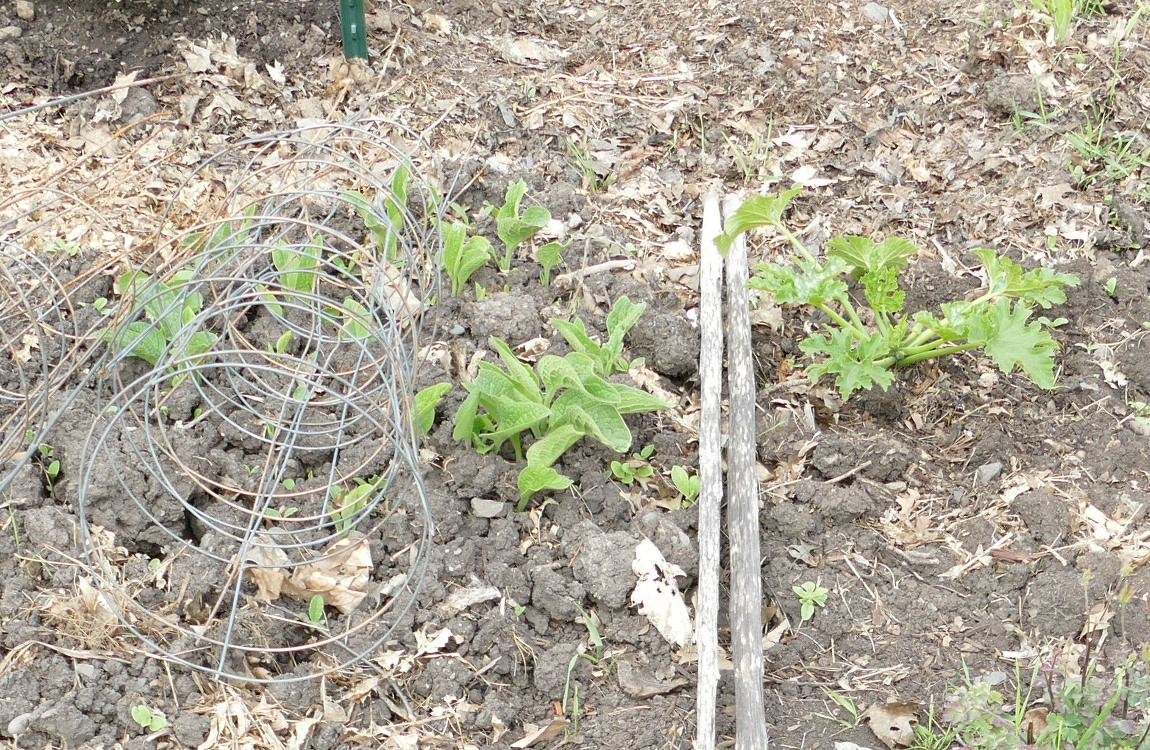 Comfrey leaves coming up next to a zucchini plant