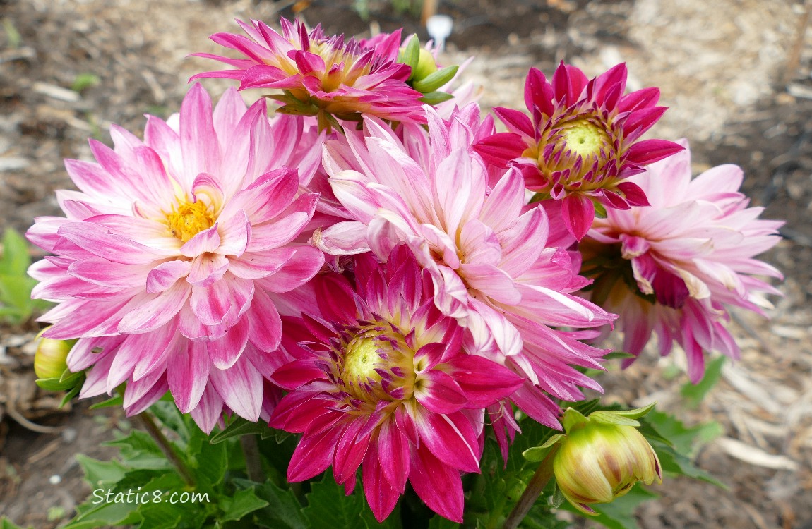 Pink Dahlia blooms