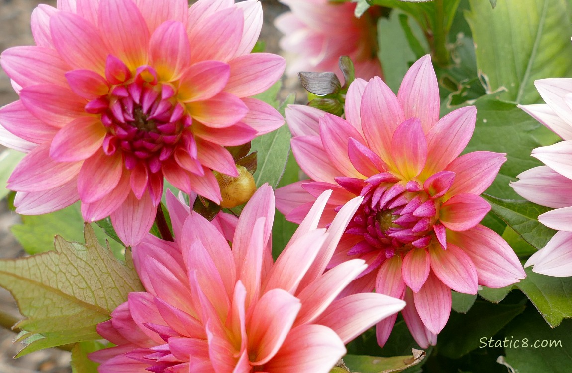 Pink Dahlia blooms