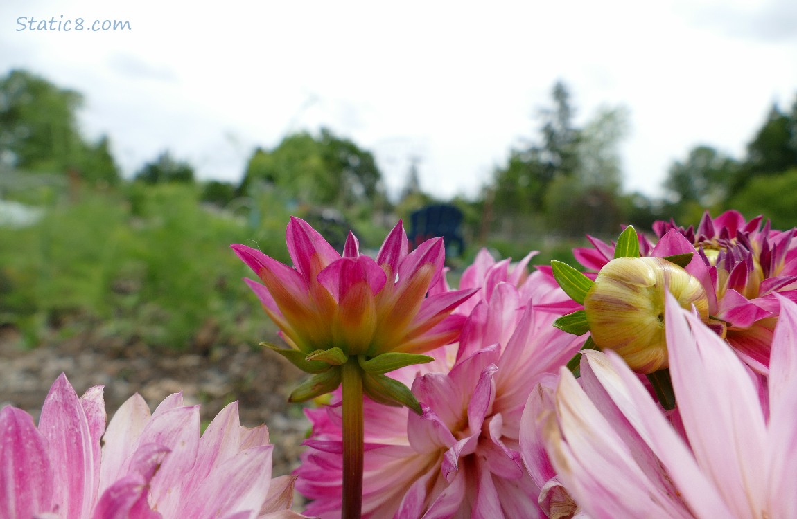 Pink Dahlia blooms