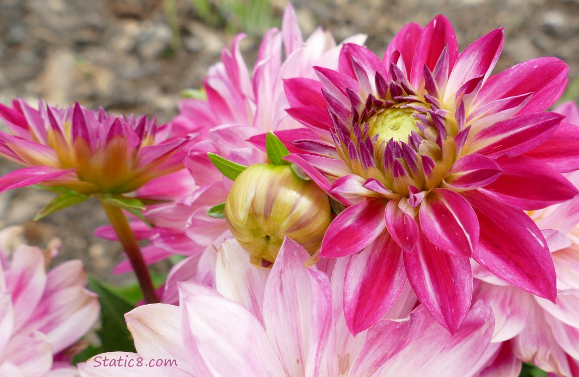 Pink Dahlia blooms