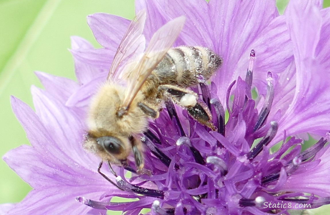 Honey Bee on a purple Bachelor Button bloom