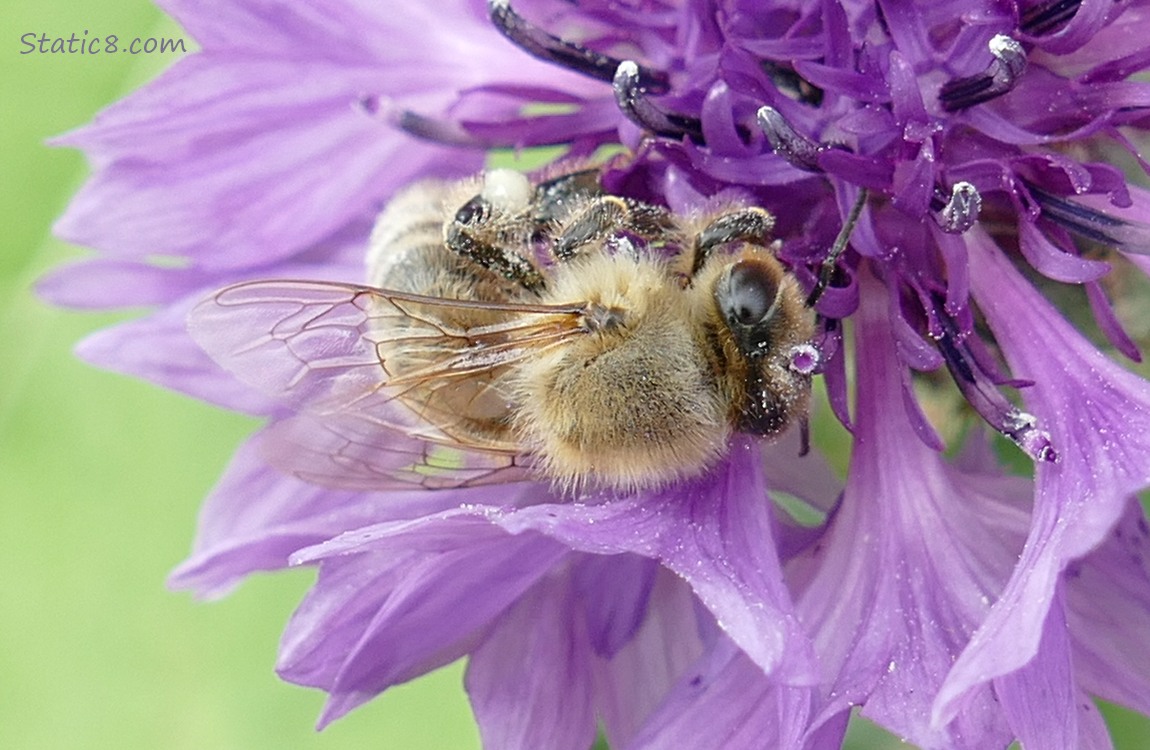 Honey Bee on a purple Bachelor Button bloom