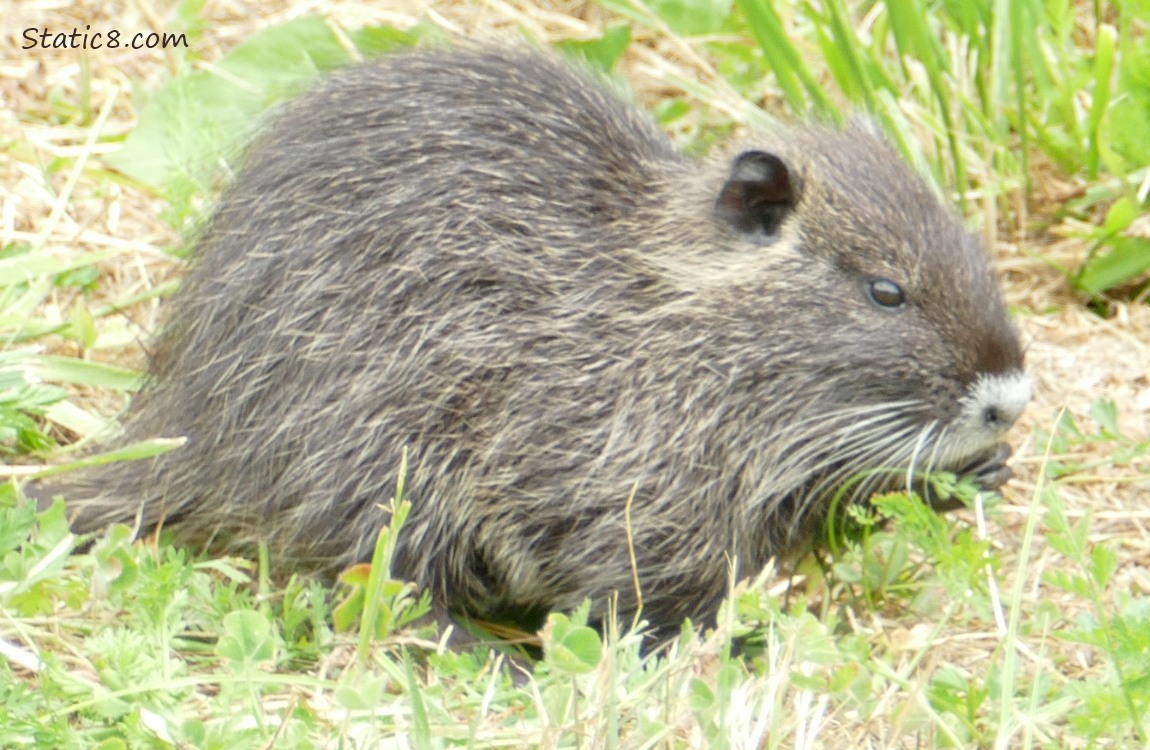 Nutria standing in the grass