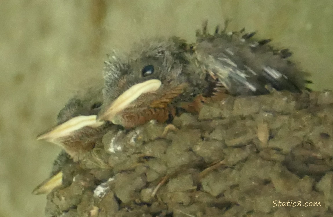 Barn Swallow nestlings in the nest